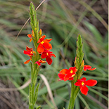 Striga asiatica